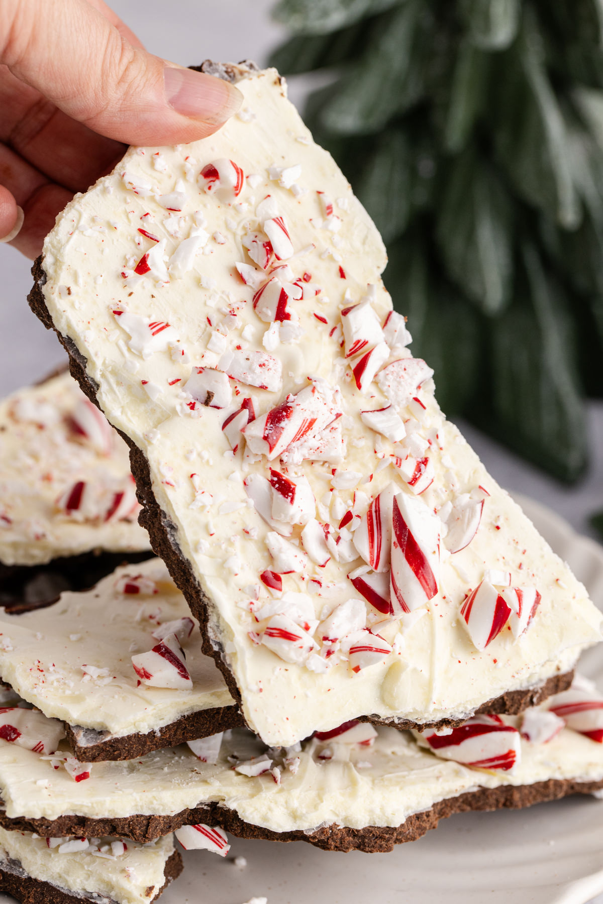 A hand holding up peppermint bark.