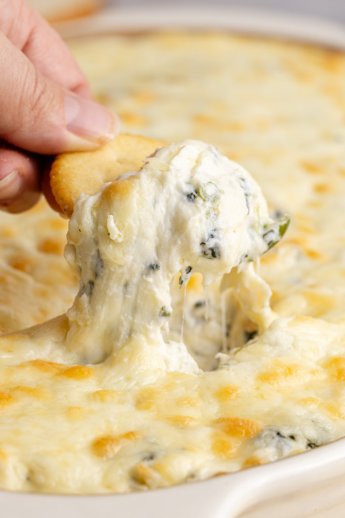Spinach artichoke dip being scooped up.