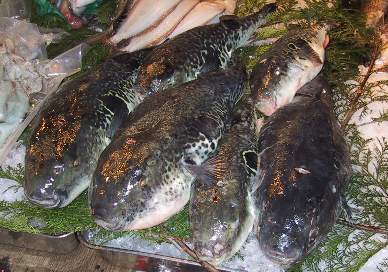 Fugu in Japan
