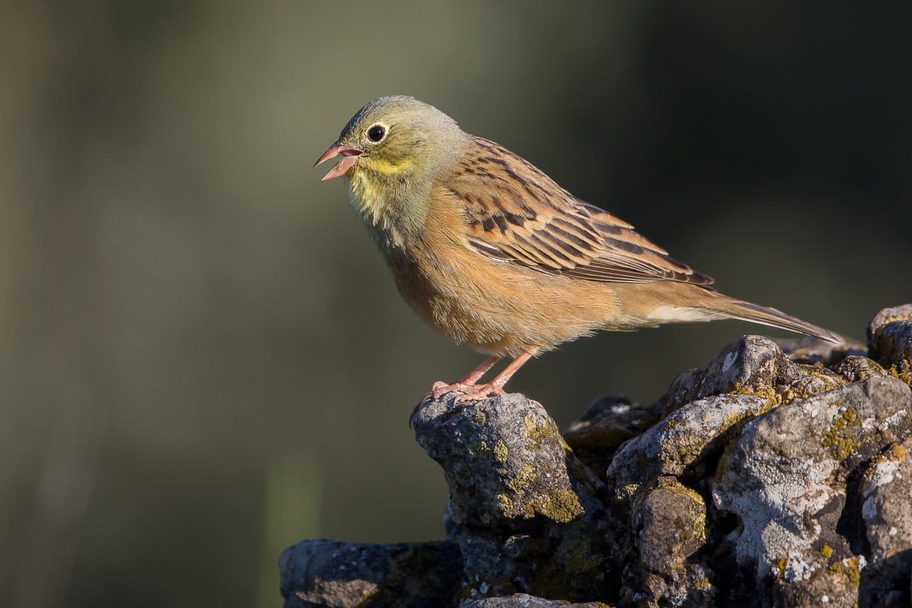 Ortholan bunting